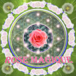 rose-magique-web-exemple